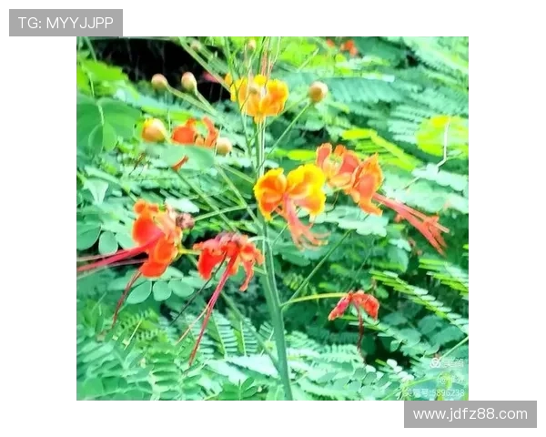 风停在接力区的榴花旁